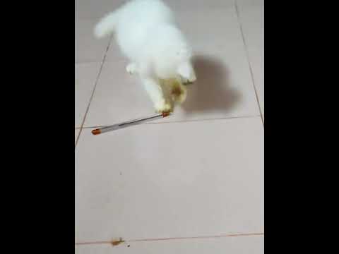 A lot of hard work just to hold the pen ।। Funny cat video