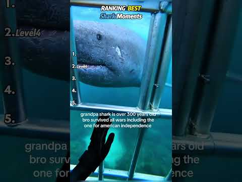Ranking The Best Shark Moments EVER