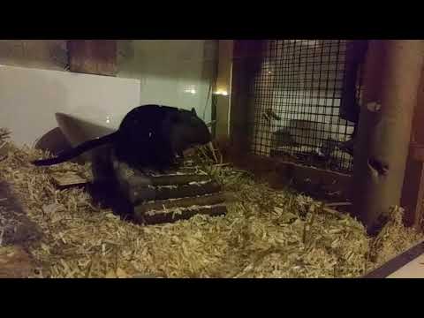 VG Sidney und Barbara, erster Seitentausch