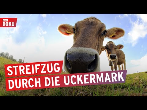 Viel Platz, wenig Leute und reichlich Kühe - Unterwegs in der Uckermark | Dokumentation & Reportage