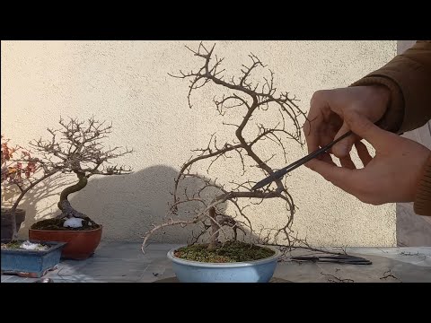 Wiązy drobnolistne i pięciornik-zimowe przycięcie