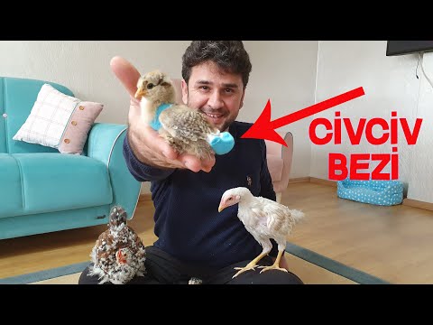 , title : 'Civciv Tavuk Bezi Yaptık Evde Civciv ve Tavuklarınız Artık Rahatça Gezebilir Chicken's diaper DIY'