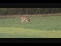 Deer hunt 5 Ruger VT .243 win 450 yrds 95 gr. VLD ...