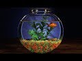 GOLDFISH Relaxing Sleep Video And Sound For Meditation Stress Relief Relaxation For Anxiety