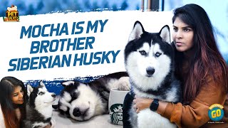 Mocha Is My Brother Siberian Husky | Pet Talks | Blacksheep Go video