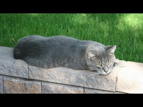 How to Care for Manx Cats - Feeding Your Manx
