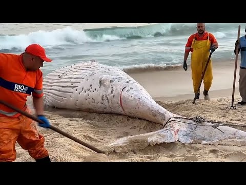 Video Thumbnail: Toter Buckelwal an Küste von Rio de Janeiro angespült