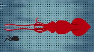 Science Today: Super-Sized Squid | California Academy of Sciences