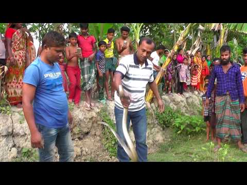 পটুয়াখালী রাজ্জাক বিশ্বাস সাপ ধরার লাইভ ভিডিও নতুন পর্ব ০১ Snakes Snake Catching Razzak Biswas