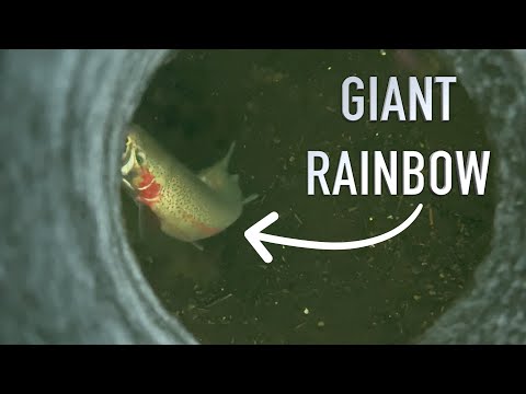 Two Master Angler Rainbows BACK TO BACK!