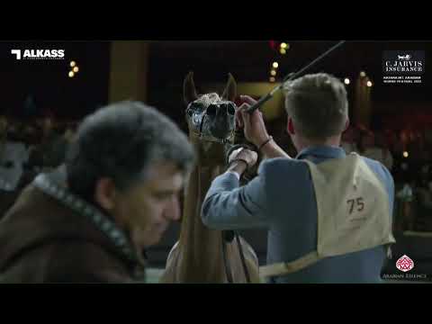 N 75 GAZAL AL RIFAA   Katara Int  Arabian Horse Festival 2023   Yearling Colts Class 4B