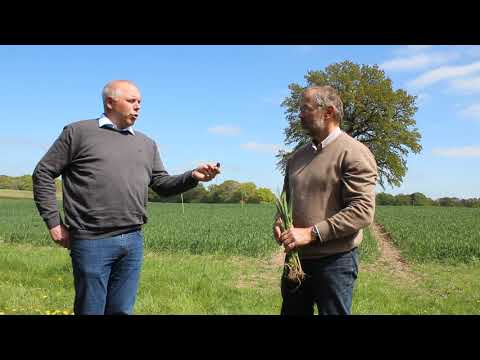 Team Schleswig-Holstein: Anwendungsempfehlung für Weizen, Gerste und Roggen im Mai 2020