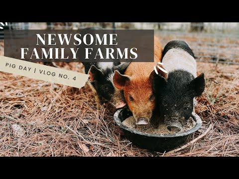 , title : 'Bringing Home The Piglets | First Time Raising Pigs | Vlog No 4 | We're Pig Farmers Now!'