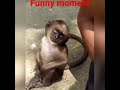 Jab Tere Khayalon Mein Gumsum Ho Jate Hai Short Funny Funnymoments Funnyshorts Monkey