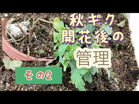 鉢植えの菊: 5 つの重要な手入れのヒント 植物