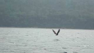 preview picture of video 'Cape Breton, Nova Scotia - Bald Eagles Fishing'