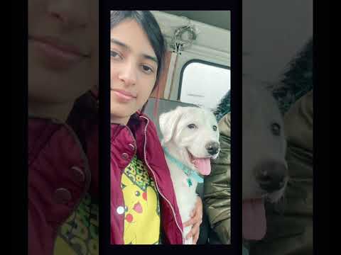 #nazeema #doglover #life #goldenretriever #badshah