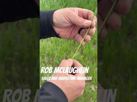 Wheat Staging Across the Province #wheatteam #wheatteamtalks