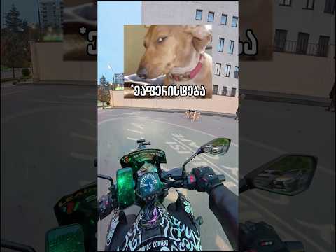 5 ძაღლი ერთად 🥶