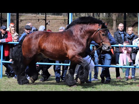 Ogier ESTOR 2448 G Gd - Pokaz Ogierów Kryjących - Olsztyn