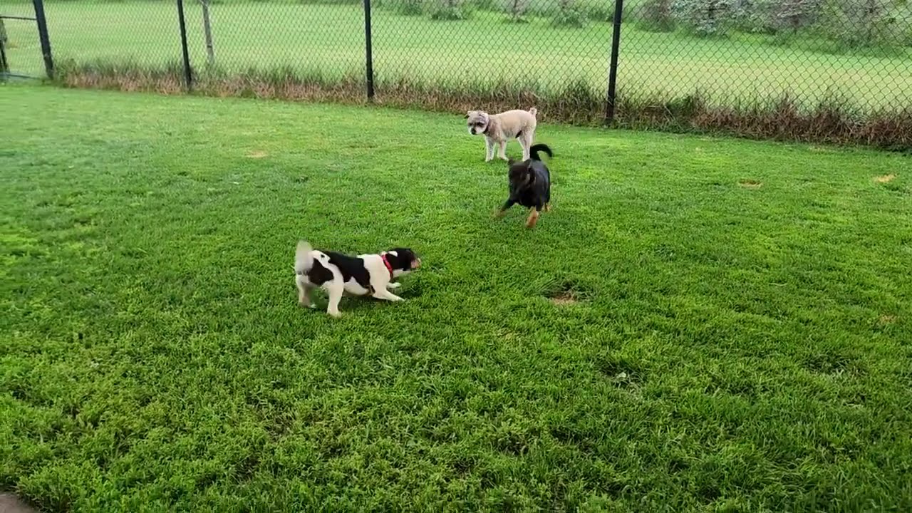 Enlarge Tiny, an adopted mixed breed in Marshfield, WI video 6/6
