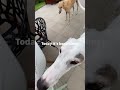 Yummy Calf Bones Time Is It Too Big For Us