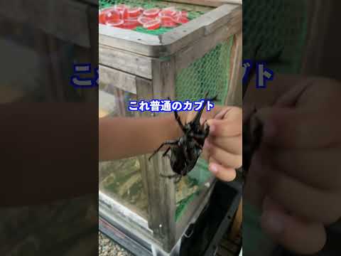 【朝カブ】今日は何匹獲れたかな？雨でも飛んでくるんかーい。0716#shorts #カブトムシ #昆虫採集