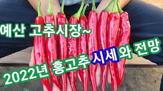 예산 고추시장 고추 시세와 앞으로 전망 홍고추,건고추 시세 가격 고추가격 2022녀 고추시세~