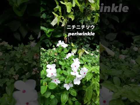 庭に優しい色を加えるキョウチクトウ観賞植物用の肥料は何ですか?