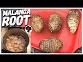 How To Cook Malanga Root