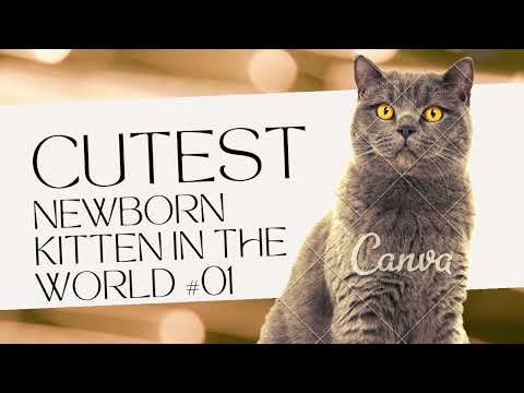 CUTEST NEWBORN KITTEN IN THE WORLD part 01