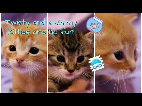 Helping Kittens with Twisted Leg / Swimmers Syndrome // Information and Physical Therapy