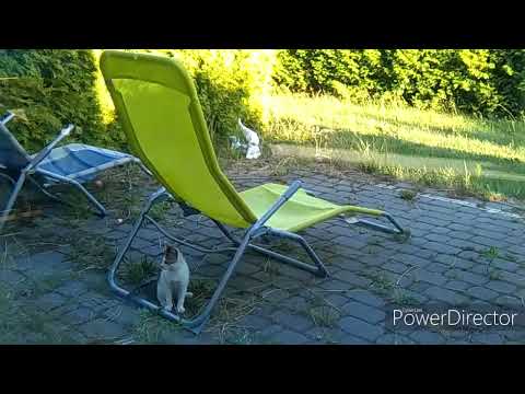 Playful Funny Kitten doing SEESAW | Homeless Stray Cat Series #4 | STEP in Poland