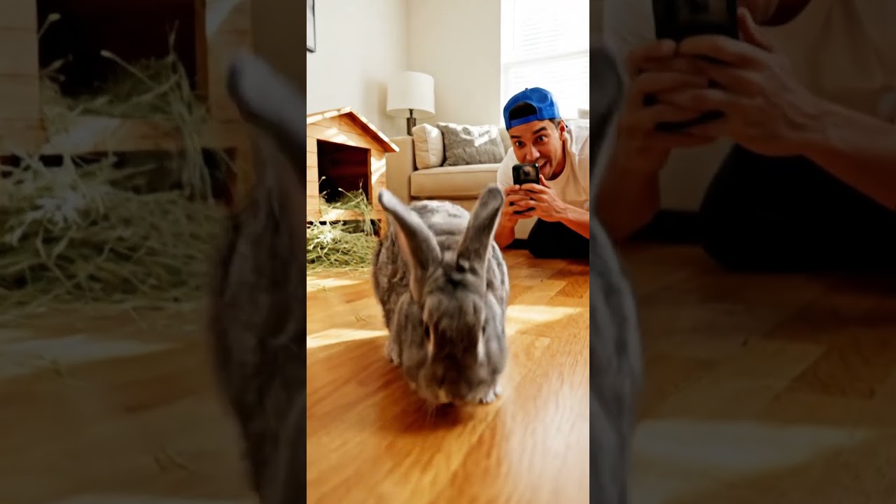 Where are you going.. fluffy rabbit? 🐇 #shorts #cute #pets