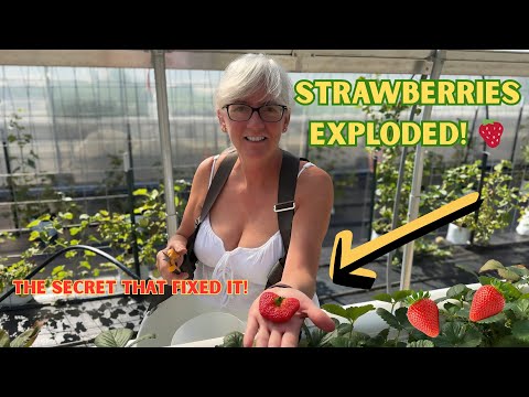 My Strawberries Grew Faster Than Ever After This Change!