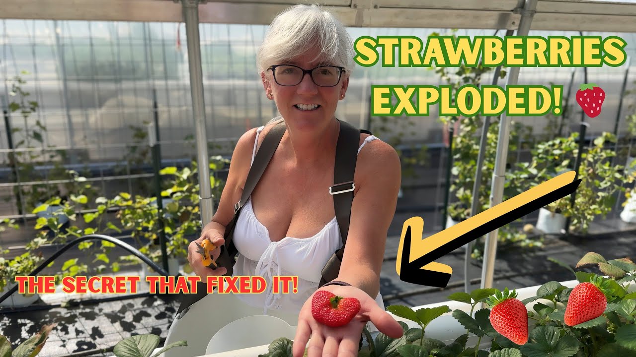 My Strawberries Grew Faster Than Ever After This Change!