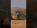 MOTHER’S JOURNEY, BABY’S FIRST STEPS 🐢 #OLIVERIDLEY #TORTOIS ..