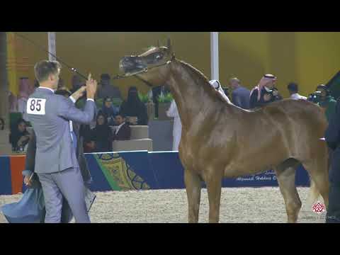 N 85 D DAFRAH   Asharqia Arabian Horse Classic 2020   Fillies 2 Years Old Class 2B