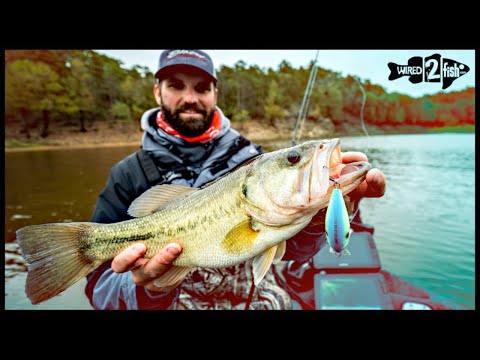 5 Crucial Tips for Fall Squarebill Crankbait Bass Fishing