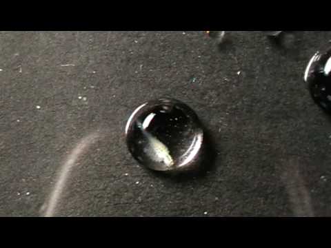 download lagu mp3 mp4 Salzkrebschen, download lagu Salzkrebschen gratis, unduh video klip Salzkrebschen