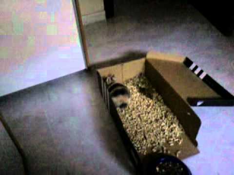 Conejo Toy Tricolor Arlequin 5