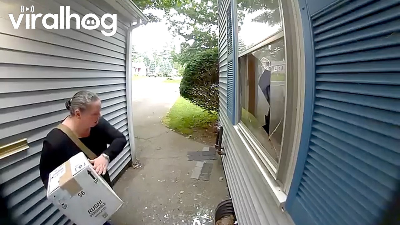 Overexcited Dog Breaks Window || ViralHog