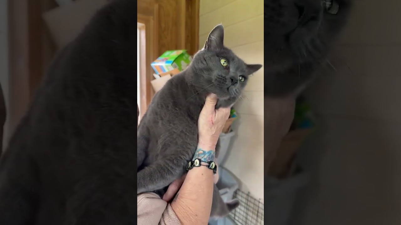 Enlarge Lucinda, a Adoptable Domestic Short Hair in Renton , WA video 2/6