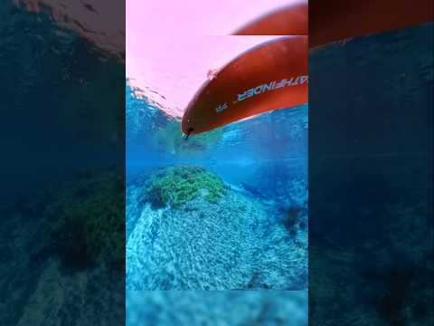 Khám phá suối nước trong vắt... vô tình thấy khỉ con tít trên cây! #animals