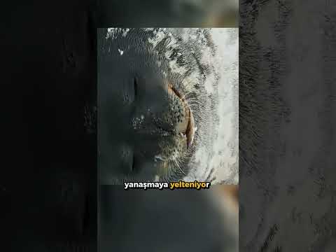 Fokların İnanılmaz Mücadelesi