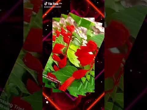 Flores de Salazar, NS, Colombia.