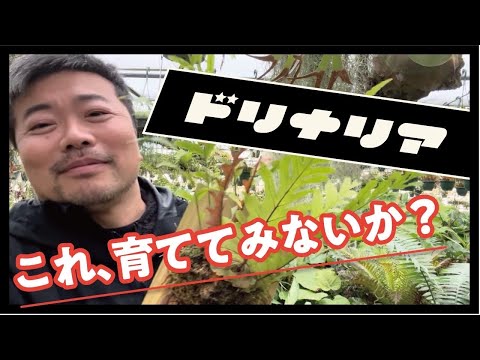 Tenicaule イタドリ、Persicaria、Persicaria tenuicaulis