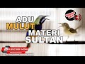 1 Masteran Juwara Materi Sultan Bruney Cucak Cungkok VS Kolibri Kelapa ️Masteran Ampuh ️