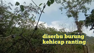 Download lagu Mikat burung kehicap ranting , langsung dapat banyak mp3