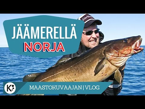 Näin kalastetaan turskaa - tekniikka, vieheet & paikat